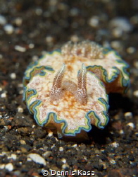 "little Nudi"
Bali- Tulamben Coral Garden
Sony NEX-7, S... by Dennis Kasa 